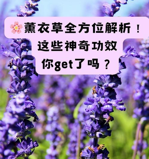 《摩尔庄园手游》中薰衣草的神奇作用（探索薰衣草的魔力）